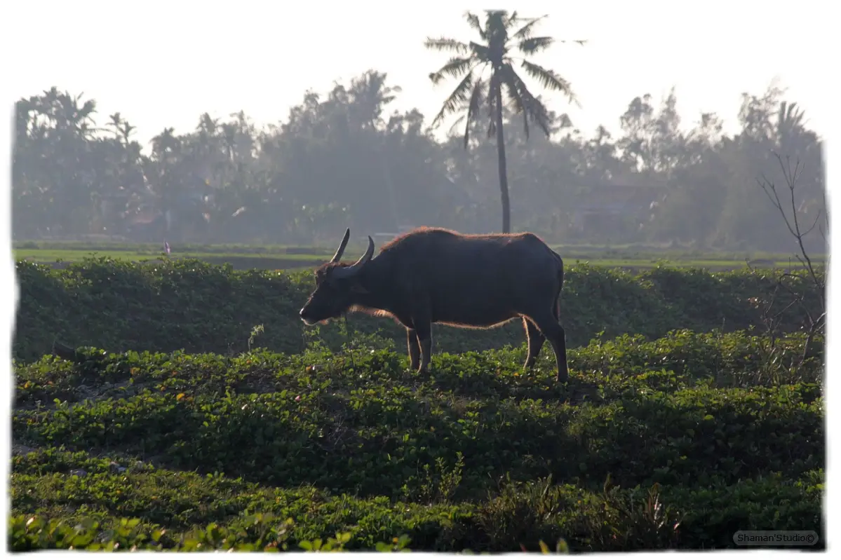 Хой Ан (Hoi An). Любовь с первого взгляда...
