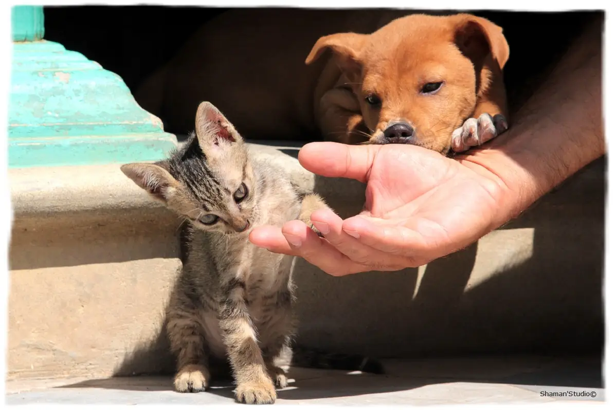 Хой Ан (Hoi An). Любовь с первого взгляда...