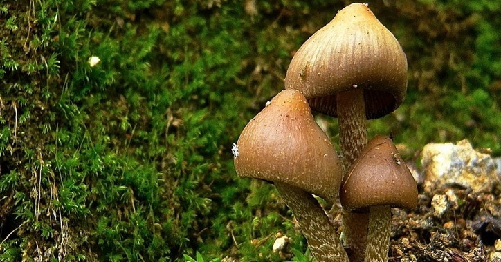 mushrooms